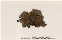 藏品(毛裸緣梅衣)的圖片